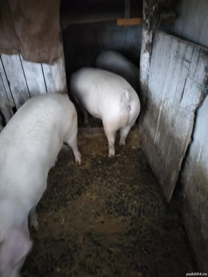 vând poci  - imagine 3