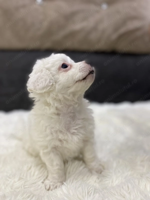 Vănd bichon în vârstă de 6 săptămâni  - imagine 2