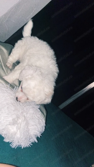 Vănd bichon în vârstă de 6 săptămâni 