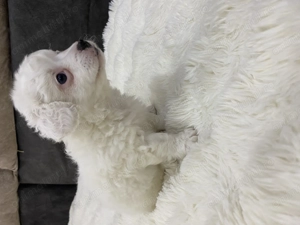Vănd bichon în vârstă de 6 săptămâni  - imagine 4