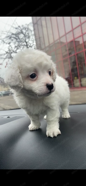 Vănd bichon în vârstă de 6 săptămâni  - imagine 3