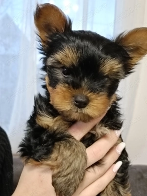 Baietel Yorkshire Toy - imagine 2