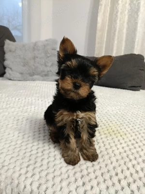 Baietel Yorkshire Toy - imagine 3