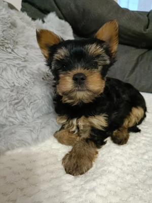 Baietel Yorkshire Toy - imagine 4