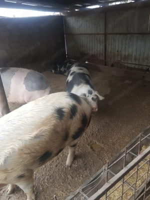 Porci de vânzare 