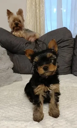 Baietel Yorkshire Toy - imagine 5