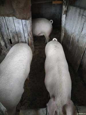 vând poci  - imagine 2