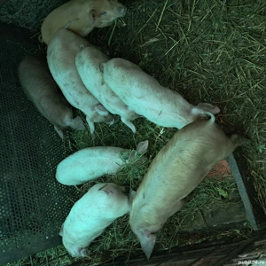 Vând purcei de 2 luni și jumatate din rasa landrace cu duroc - imagine 2