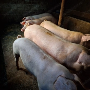 Porci de carne crescuți acasa - imagine 2