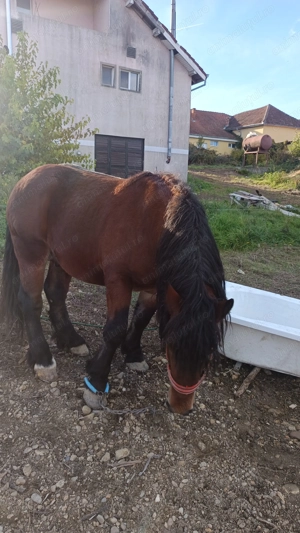 Vând armăsar de monta. 