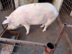 Vând porc 290kg 4000 lei și mai am unul la 270 kg 3800 lei - imagine 2