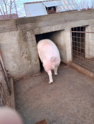 Vând porc de țară crescuți natural  - imagine 2