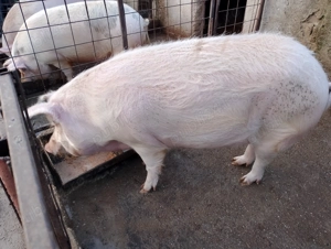 Vând porc 290kg 4000 lei și mai am unul la 270 kg 3800 lei - imagine 4