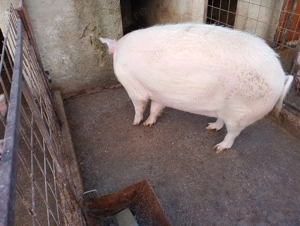 Vând porcii între 270-290kg porcii de țară crescuți natural  - imagine 5