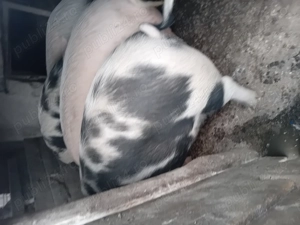 Vând porci - imagine 2