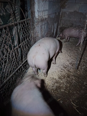 Vind un porc in jur la 100 de kg