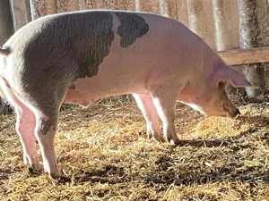 Porci de sacrificat pentru Crăciun  - imagine 4