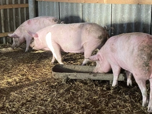 Porci de sacrificat pentru Crăciun  - imagine 3