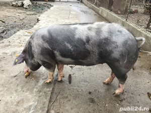 Porc de vânzare - imagine 2