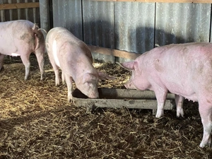 Porci de sacrificat pentru Crăciun  - imagine 5