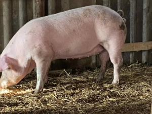 Porci de sacrificat pentru Crăciun  - imagine 2