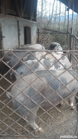 de vanzare porci - imagine 2