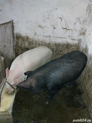 Porci de vanzare - imagine 5