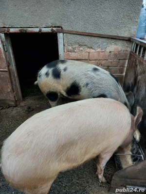 Porci de vanzare - imagine 2