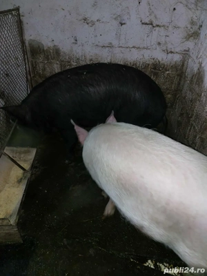 Porci de vanzare - imagine 3