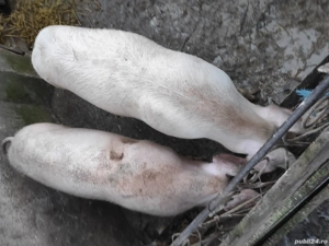 vand 2 porci, mare alb cu landras