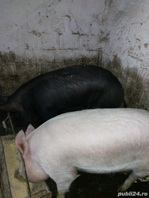 Porci de vanzare - imagine 4