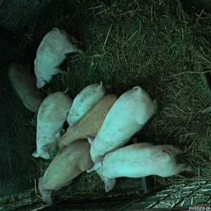 Vând purcei de 2 luni și jumatate din rasa landrace cu duroc - imagine 4
