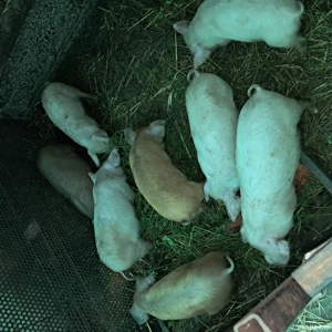 Vând purcei de 2 luni și jumatate din rasa landrace cu duroc - imagine 5