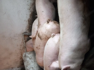 Vând porci de carne crescuți în gospodărie proprie - imagine 2