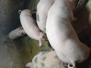 Animale domestice porci de carne.                                                                   