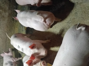 Porci de carne  - imagine 2