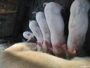 vand 3 purcelușe marele alb, de 8 săptămâni 