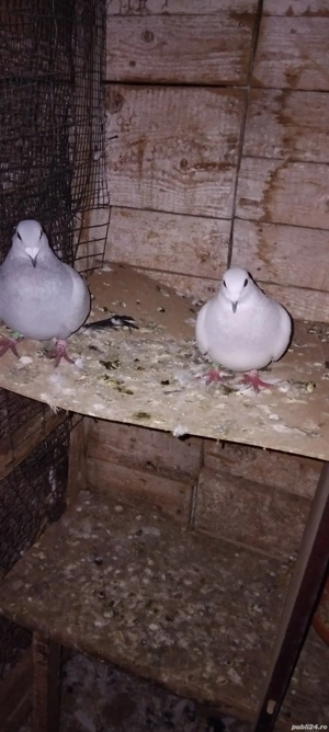 iepuri fluturi si porumbei voiajori milki - imagine 2