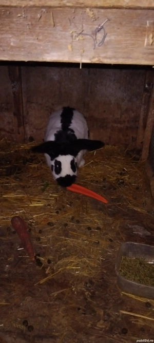 iepuri fluturi si porumbei voiajori milki - imagine 4