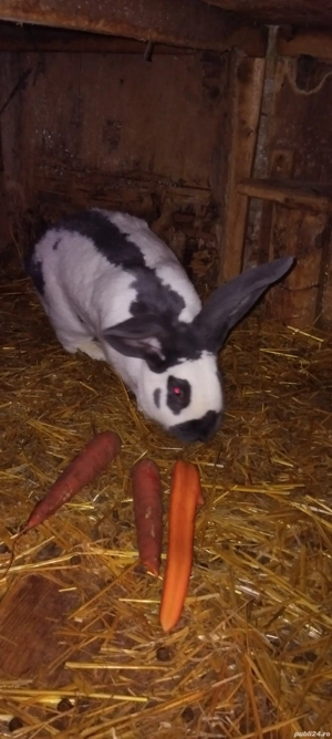 iepuri fluturi si porumbei voiajori milki - imagine 3