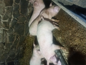 Manele alb  Landrace - imagine 2