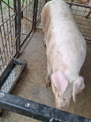 Porci de vânzare  - imagine 4