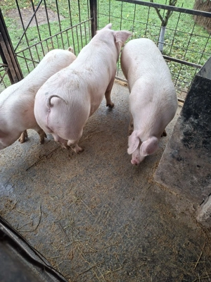 Porci de vânzare  - imagine 2