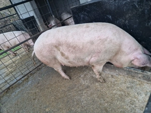 Porci de vânzare  - imagine 5