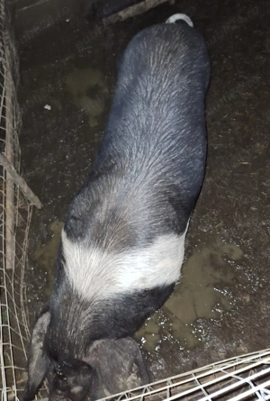 Vând purcică bazna