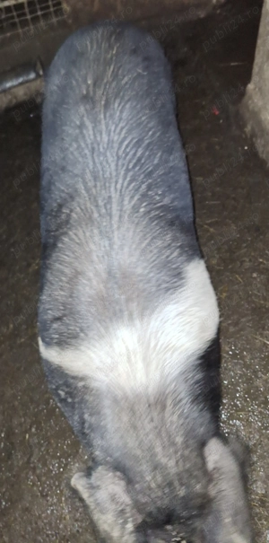 Vând purcică bazna - imagine 3