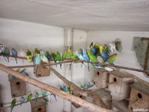 Peruși de vanzare , tjneri si maturi! - imagine 2