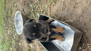 Puiuți de caine metis spre adoptie - imagine 3