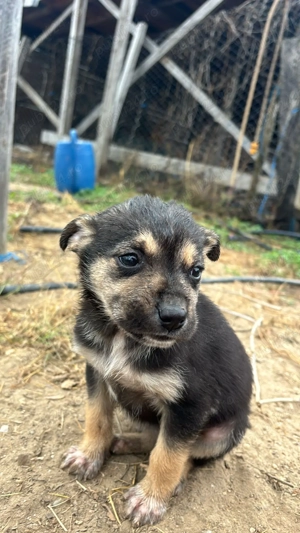 Puiuți de caine metis spre adoptie - imagine 2