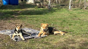 Puiuți de caine metis spre adoptie - imagine 4